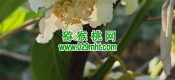 周至县猕猴桃进入授粉时间