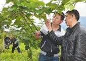 重庆大学生村官查看猕猴桃树生长情况
