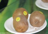 七曲村猕猴桃2016年果品等级评级