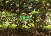 七曲村猕猴桃当季猕猴桃，正式鲜甜上市