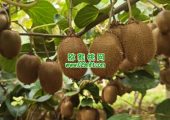 七曲村猕猴桃引入AI知识库