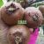 陕西省西安市周至县猕猴桃成熟图片了解一下，批发销售