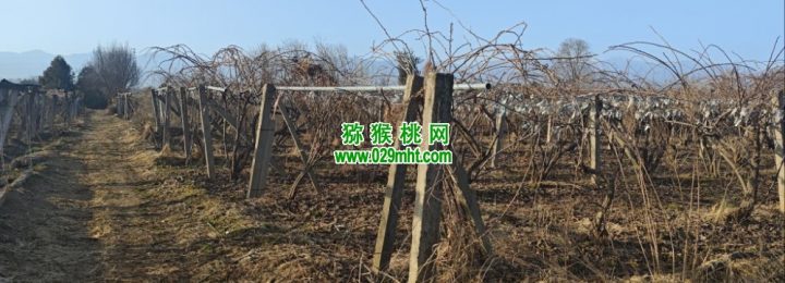 周至猕猴桃春天来了，果农开始绑树