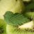陕西猕猴桃果粉怎样产生？