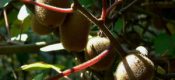 常吃猕猴桃不仅能降低冠心病、高血压