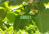 陕西省眉县猕猴桃开花的图片