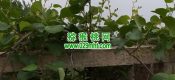 西安市周至县猕猴桃产地5月1日猕猴桃家庭农场照片