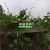 西安市周至县猕猴桃产地5月1日猕猴桃家庭农场照片