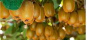 中国猕猴桃优生区及种植栽培管理要点