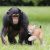 美黑猩猩与猞猁幼仔“兄弟情深”
