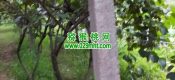 眉县猕猴桃果园图片