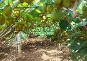 眉县猕猴桃果园七月份图片