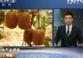 中国第一个周至猕猴桃家庭农场上线