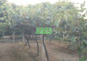 眉县猕猴桃数字化果园照片