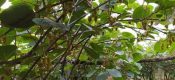 周至猕猴桃好吃的猕猴桃怎么种植的100期去看看6月