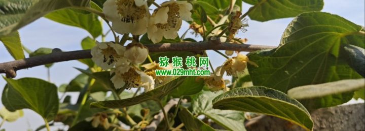 周至县猕猴桃怎么样? 周至县猕猴桃怎么样?