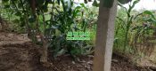 西安猕猴桃农场种植玉米丰富家庭农场。