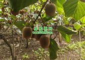 七曲村猕猴桃采摘猕猴桃乐园