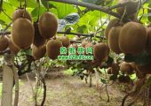 2026年10月周至猕猴桃绿色好吃