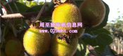 陕西猕猴桃猕猴桃6月份成长状况