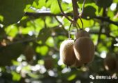 什么样的猕猴桃品种真正过硬？品质最好的是哪几种？