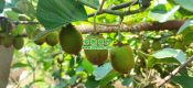 2024周至县最酸甜好吃的猕猴桃是什么？