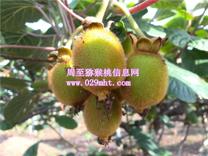 周至猕猴桃六月份生长状况