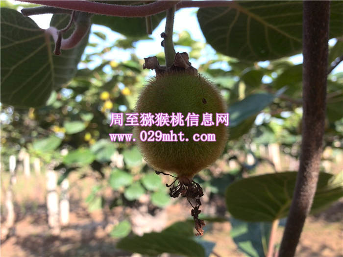 中国猕猴桃6月份成长状况
