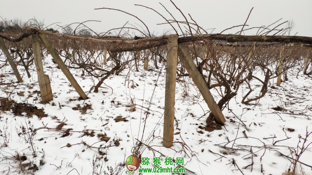 中国陕西省周至县冬天雪景猕猴桃照片