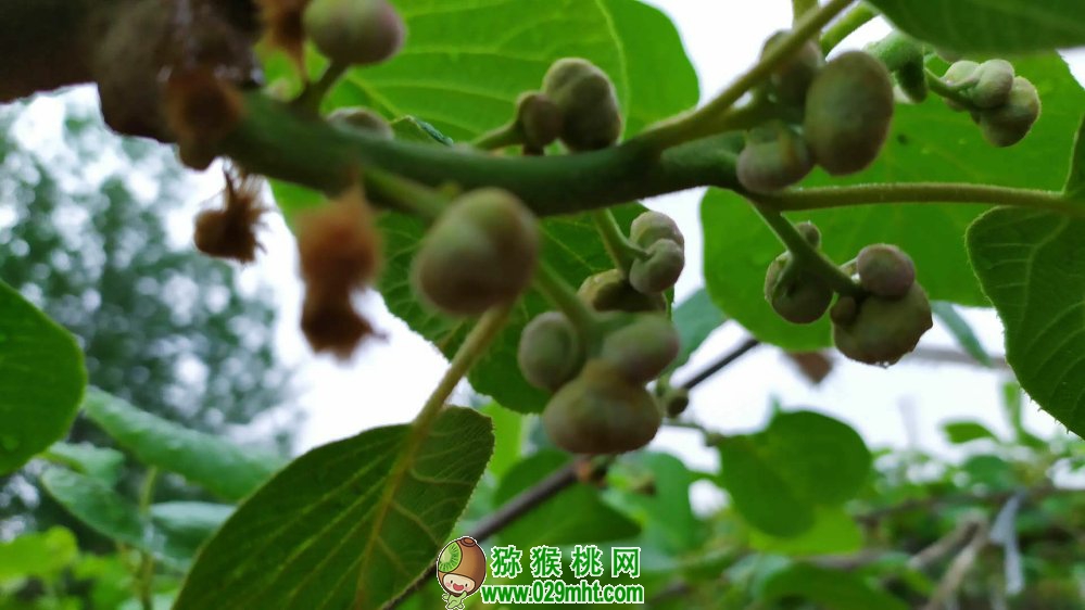 江西省养蜂研究所科技特派团赴奉新指导猕猴桃蜜蜂授粉