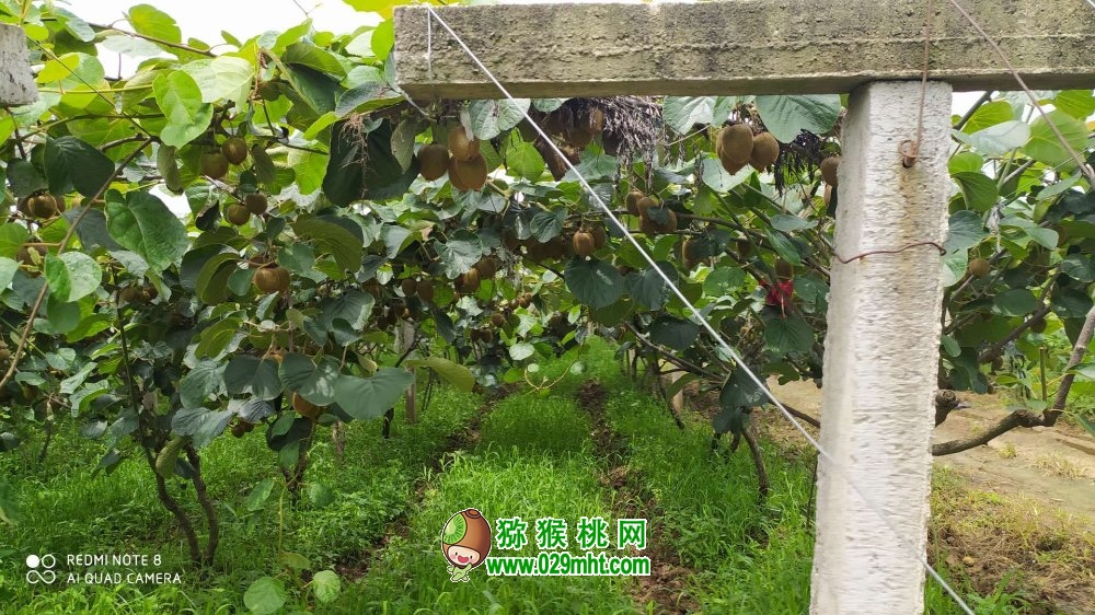 陕西省西安市周至县猕猴桃8月生长图片，周至猕猴桃果农，蜜蜂投稿。