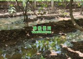 周至县猕猴桃果园采用传统灌溉方式7月灌溉