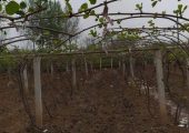 陕西省西安市周至县七曲村猕猴桃近期成长4月
