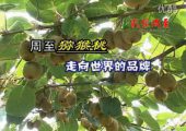 影像周至-周至猕猴桃报道