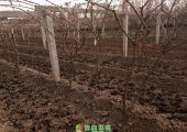 2020年周至翠香猕猴桃全施用农家肥已经发出了嫩嫩的芽