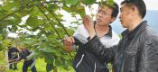 重庆大学生村官查看猕猴桃树生长情况