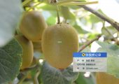 西安市周至猕猴桃地今日阴天。