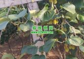 周至县猕猴桃天热开始灌溉了，2024年。