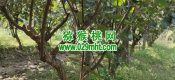 周至县是猕猴桃之乡