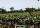 中国猕猴桃之乡5月份猕猴桃果园图片