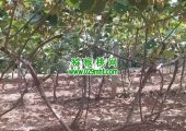 农业大学生如何才能有自己的试验猕猴桃果园