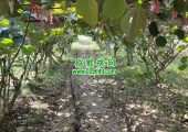 周至县猕猴桃果园的车辙，记录绿色猕猴桃生长过程