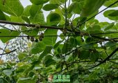 四川南充猕猴桃挂果长大了2021年4月