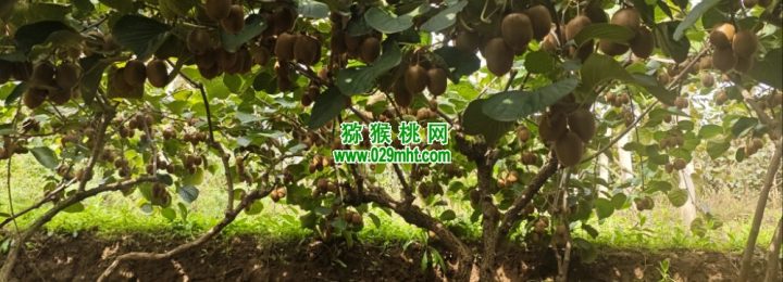 七曲村猕猴桃当季猕猴桃，正式鲜甜上市