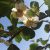 西安市周至县猕猴桃花已经开了