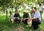 猕猴桃产业在陕西省水果中收益最高