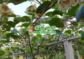 赏花周至猕猴桃花比油菜花更漂亮的