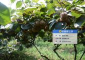 周至县七曲村猕猴桃基地