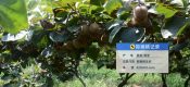周至县七曲村猕猴桃基地