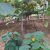 雨后周至猕猴桃原生态果园图片，记录106